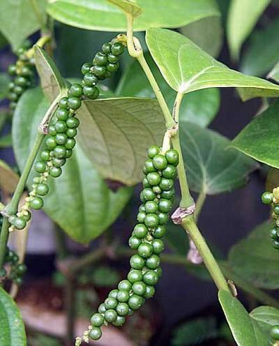 Giá tiêu hôm nay 24/5/2020, giá tiêu Tây Nguyên, miền Nam tăng thêm 500 đồng/kg toàn miền