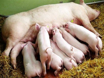 Khi giá con giống quá cao, các chi phí chăn nuôi khác như thức ăn, thú y tăng kèm với nỗi lo dịch bệnh có thể quay trở lại trở lại khiến nhiều hộ dân không khỏi e ngại.