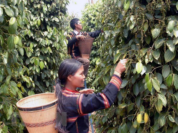 Giá tiêu hôm nay 25/5/2020, giá tiêu Tây Nguyên, miền Nam