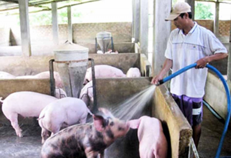 Nhiều ý kiến cho rằng, việc tăng giá heo hơi liên tục của “ông lớn” CP đã đẩy giá heo hơi trong nước tăng phi mã trong mấy ngày qua.