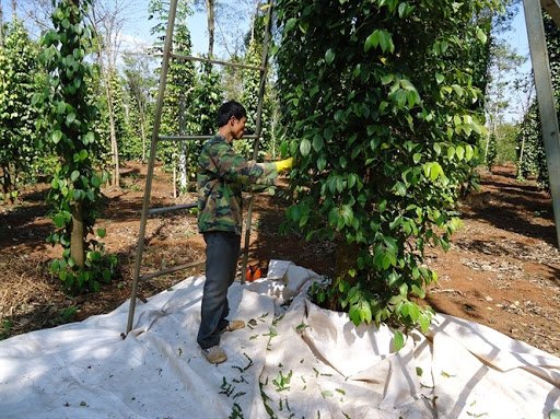 Giá tiêu hôm nay 28/5/2020, giá tiêu Tây Nguyên, miền Nam tăng sốc nhiều địa phương và chạm mức 50.000 đồng/kg