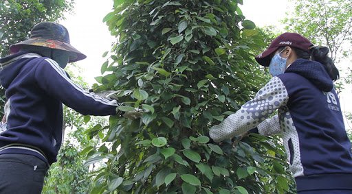 Giá tiêu hôm nay 30/5/2020, giá tiêu Tây Nguyên, miền Nam tiếp tục tăng sốc thêm 7.000 – 7.500 đồng/kg, giá tiêu chạm mốc 60.000 đồng/kg.