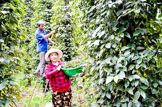 Giá tiêu hôm nay 31/5/2020, giá tiêu Tây Nguyên, miền Nam bất ngờ quay đầu giảm 3.000- 6.000 đồng/kg
