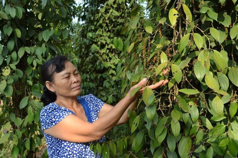 Thị trường giá nông sản hôm nay 18/12, giá tiêu đen, tiêu trắng, giá cà phê Robusta mới nhất cập nhật miền Nam, Tây Nguyên
