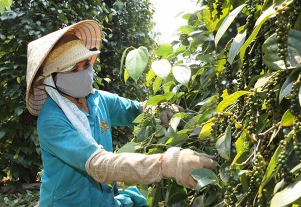 Giá tiêu hôm nay 5/6/2020, khảo sát tại các địa phương trồng tiêu trọng điểm, giá tiêu Tây Nguyên, miền Nam bất ngờ tăng mạnh tại hầu hết các địa phương