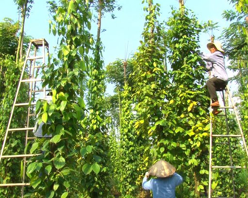 Giá tiêu hôm nay 7/6/2020, ghi nhận tại các địa phương vùng trồng tiêu trọng điểm Tây Nguyên và miền Nam