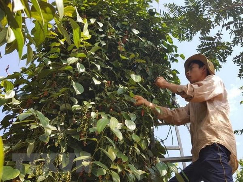Giá tiêu hôm nay mức giá cao nhất ở ngưỡng 54.000 đồng/kg được ghi nhận ở Bà Rịa - Vũng Tàu, thấp nhất 52.000 đồng tại Đồng Nai.