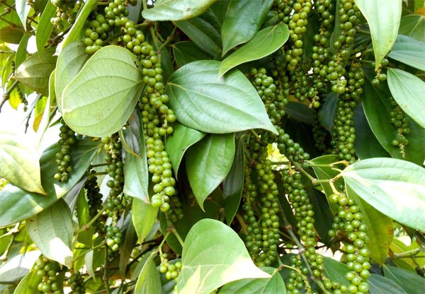 Giá tiêu hôm nay 15/6/2020, tuần qua ghi nhận đà giảm giá tiêu tại Gia Lai và Đồng Nai. Hiện giá tiêu Tây Nguyên và miền Nam đi ngang. Giá tiêu thế giới ổn định