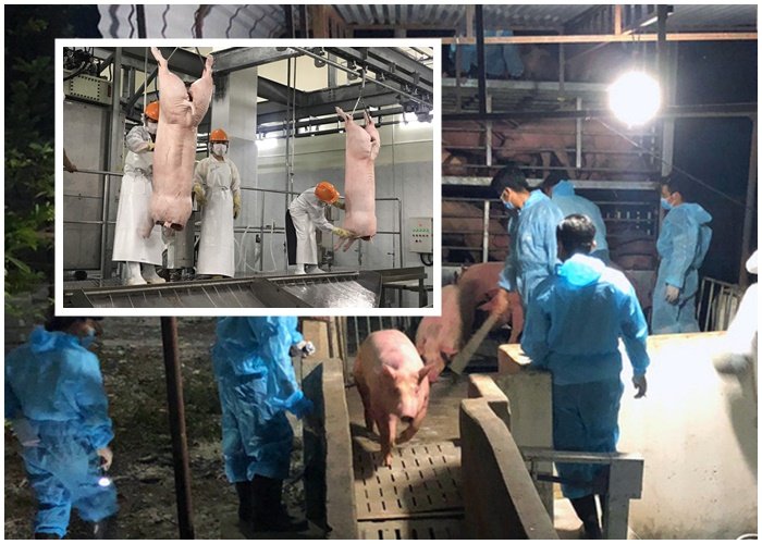Giá heo hơi hôm nay 18/6, giá lợn hơi tại miền Bắc, giá heo hơi miền Nam, dự báo giá heo hơi thời gian tới, giá thịt heo mói nhất