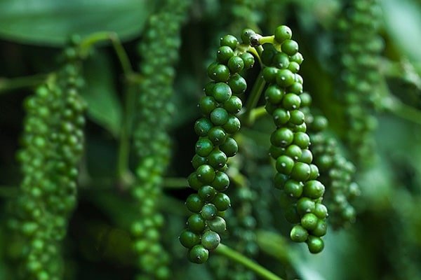 Giá tiêu hôm nay 21/6/2020, đi ngang sau nhiều ngày liên tục giảm.