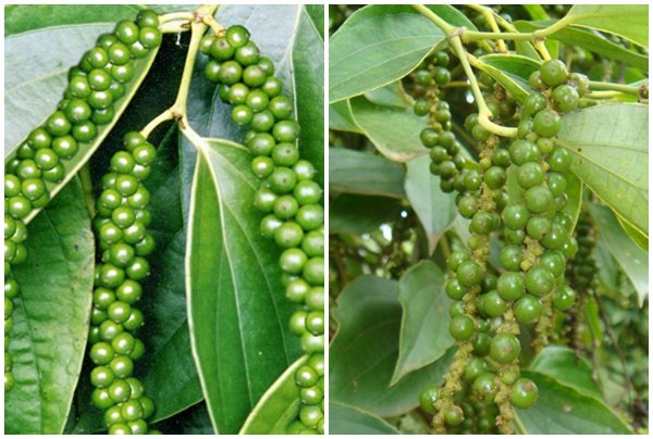 Giá tiêu hôm nay 23/6/2020, đi ngang sau phiên giản 500 - 1.000 đồng/kg