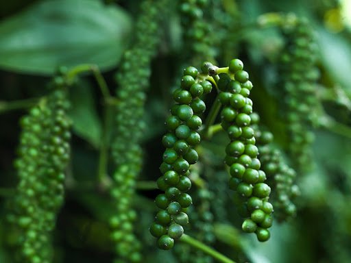 Giá tiêu hôm nay 29/6/2020, ghi nhận tại các địa phương vùng trồng tiêu trọng điểm Tây Nguyên và miền Nam liên tục sụt giảm tuần qua.