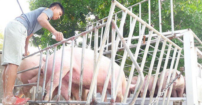 Giá lợn hơi ba miền tăng trở lại
