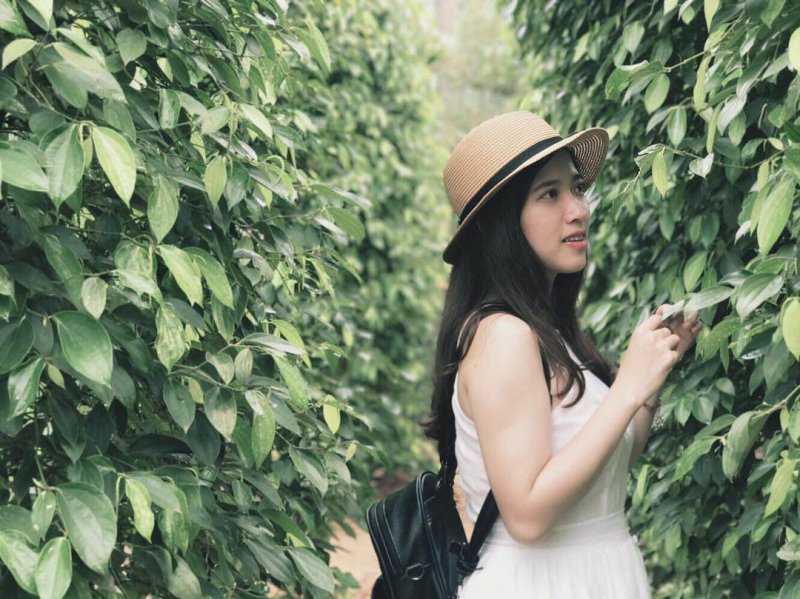 Giá tiêu hôm nay 30/6/2020, cũng giống như cà phê, ngay phiên giao dịch đầu tuần giá tiêu tại Tây Nguyên và miền Nam ghi nhận tăng mạnh trở lại toàn miền.