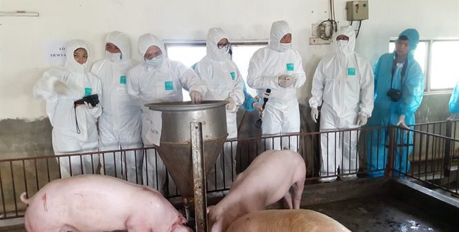 Miền Bắc đang là khu vực đối diện nỗi lo dịch tả lợn châu Phi khi nhiều địa phương phát hiện dịch.