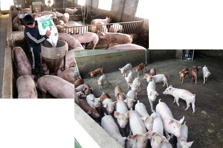 Dự báo giá heo hơi ba miền Bắc - Trung - Nam: Đi ngang