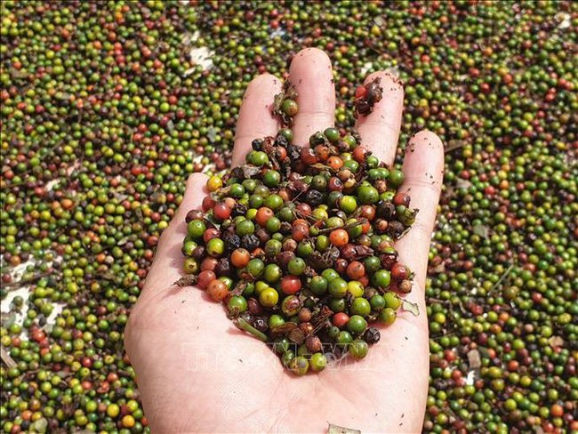 Giá tiêu hôm nay 6/7/2020, dự báo giá tiêu tăng mạnh tuần này, tuần trước giá tiêu tại Tây Nguyên và miền Nam ghi nhận cao nhất 51.000 đồng/kg.