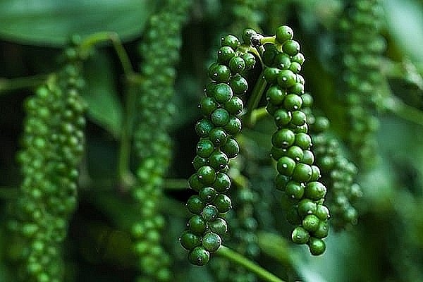 Giá tiêu hôm nay 8/7/2020, giá tiêu đang đi ngang 3 ngày liên tiếp, hiện giá tiêu tại Tây Nguyên và miền Nam ghi nhận cao nhất 51.000 đồng/kg.