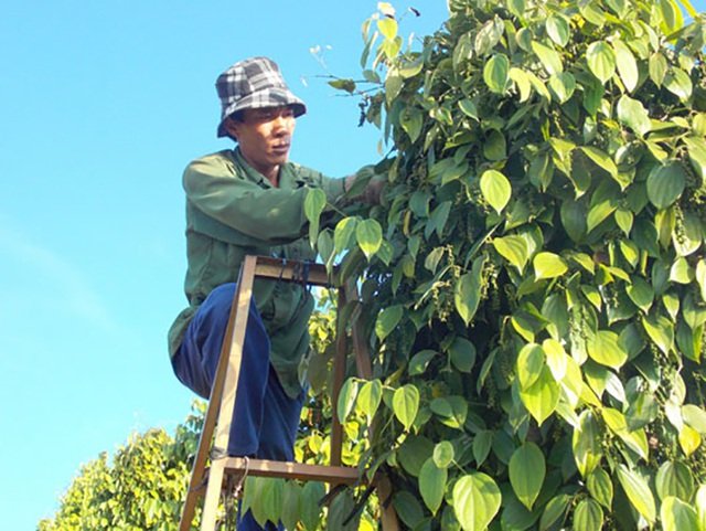 Giá tiêu hôm nay 9/7/2020, giá tiêu đang bất ngờ giảm nhẹ tại Gia Lai, hiện giá tiêu tại Tây Nguyên và miền Nam ghi nhận cao nhất 51.000 đồng/kg.