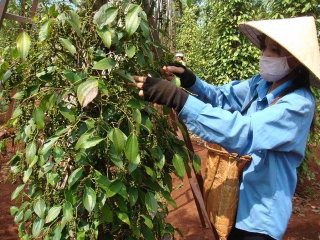 Giá tiêu hôm nay 10/7/2020, giá tiêu đang tiếp tục giảm, hiện giá tiêu tại Tây Nguyên và miền Nam ghi nhận cao nhất 50.500 đồng/kg.