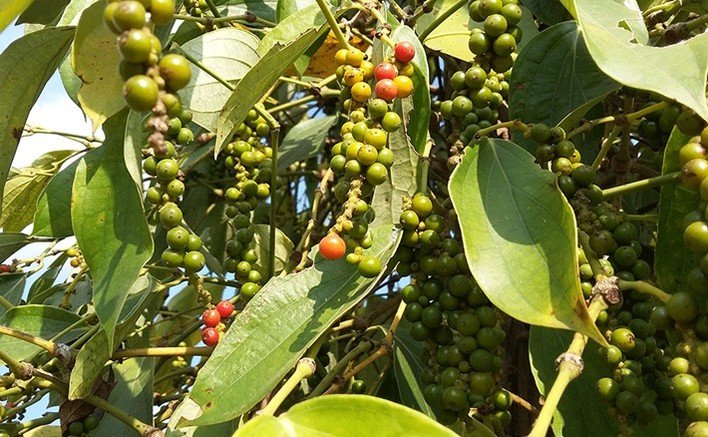 Giá tiêu hôm nay 14/7/2020, giá tiêu tăng nhẹ đầu tuần với mức tăng 500 đồng/kg tại tỉnh Gia Lai