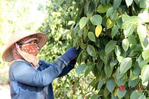 Giá tiêu hôm nay 15/7/2020, giá tiêu tăng nhẹ đầu tuần với mức tăng 500 đồng/kg tại tỉnh Đồng Nai