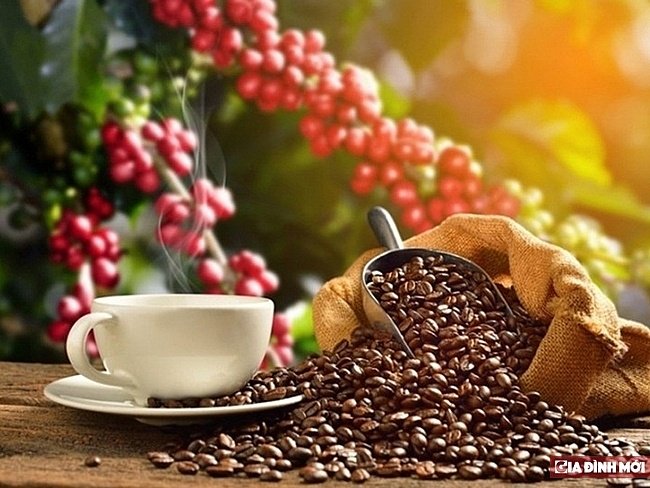 Thị trường giá nông sản hôm nay 16/7: Giá cà phê tăng