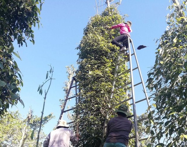 Giá tiêu hôm nay 24/7, tiếp tục giảm nhẹ 500 đồng/kg ở một số địa phương.