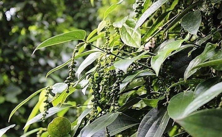 Giá tiêu trong nước ngày 25/7 tại Tây Nguyên, miền Nam chưa có khởi sắc.