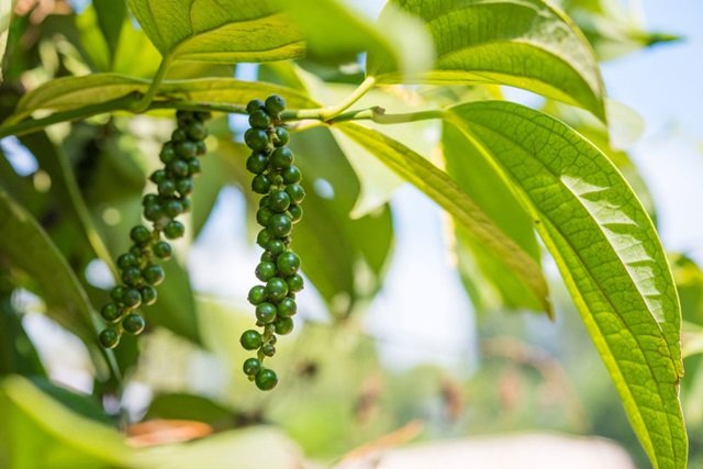 Giá tiêu trong nước ngày 27/7 tại Tây Nguyên, miền Nam chưa có khởi sắc, giá tiêu thế giới đi ngang.