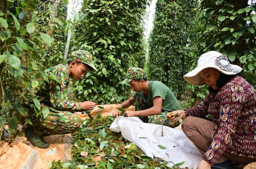 Giá tiêu đầu giờ sáng hôm nay 1/8 đã giảm trung bình 1.000 đồng/kg so với cùng thời điểm sáng hôm qua.