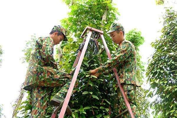 Giá tiêu hôm nay 9/8 tăng nhẹ theo giá tiêu thế giới.