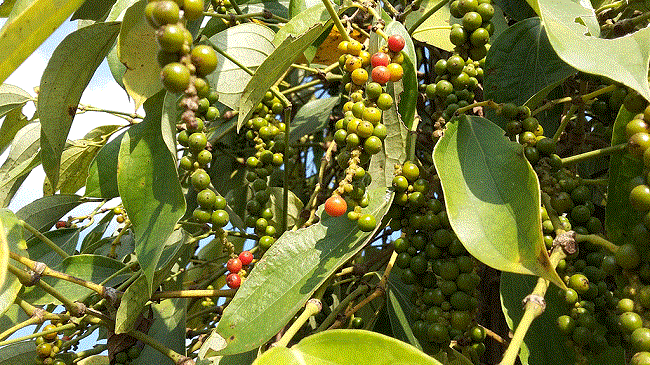 Đầu tuần mới giá tiêu hôm nay 10/8 đi ngang, giá tiêu cao nhất mức 48.500 đồng/kg