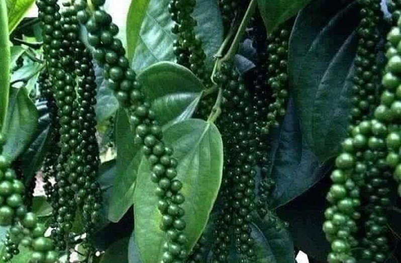 Giá tiêu hôm nay 12/8/2020 tăng trung bình 1.000 - 2.000 đồng/kg