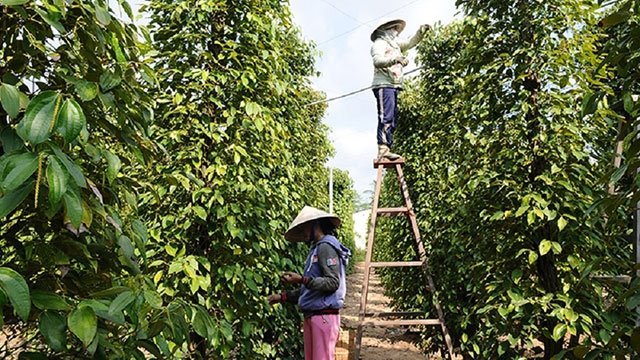 Giá tiêu đầu giờ sáng hôm nay 15/8/2020 đang được thu mua trong khoảng từ 47.000 - 49.500 đồng/kg