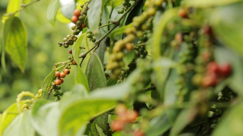 Giá tiêu tại các tỉnh Bà Rịa - Vũng Tàu ổn định, dao động ở ngưỡng 50.000 đồng/kg.