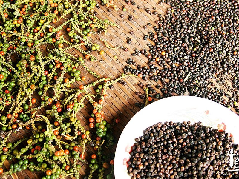 Giá tiêu hôm nay 7/9/2020 ở Tây Nguyên và miền Nam