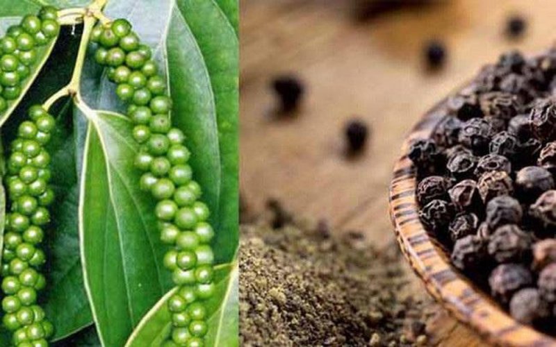 Giá hồ tiêu hôm nay 17/9, ghi nhận giá tiêu thế giới tiếp tục tăng tuy nhiên giá tiêu trong nước không có nhiều biến động.