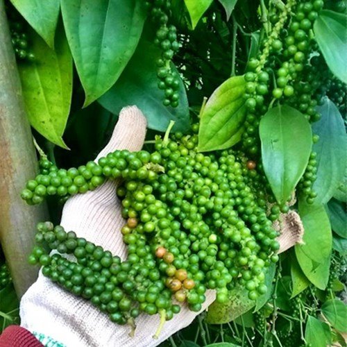 Giá tiêu hôm nay 19/9/2020, ghi nhận giá tiêu thế giới tiếp tục tăng tuy nhiên giá tiêu trong nước không có nhiều biến động.