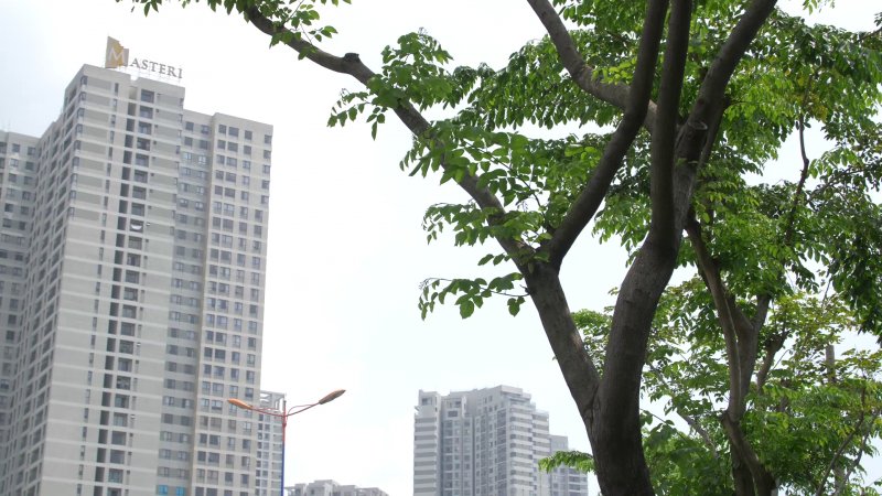 Hàng cây giáng hương do Vinamilk và Quỹ 1 triệu cây xanh cho Việt Nam trồng tại xa lộ Hà Nội (TP.HCM) sau 9 năm đã vươn cao tỏa bóng mát