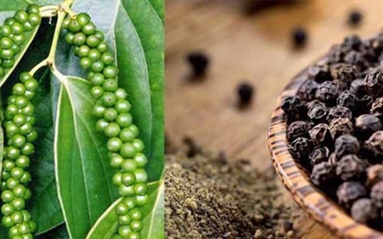 Giá tiêu hôm nay 24/9/2020, ghi nhận giá tiêu thế giới tăng trở lại, giá tiêu trong nước chưa có nhiều biến động.