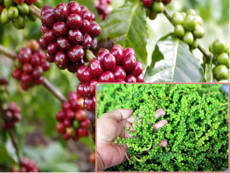 Giá cà phê hôm nay 3/10 tiếp tục giảm, giá tiêu đi ngang.
