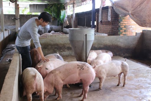 Giá heo hơi giảm mạnh