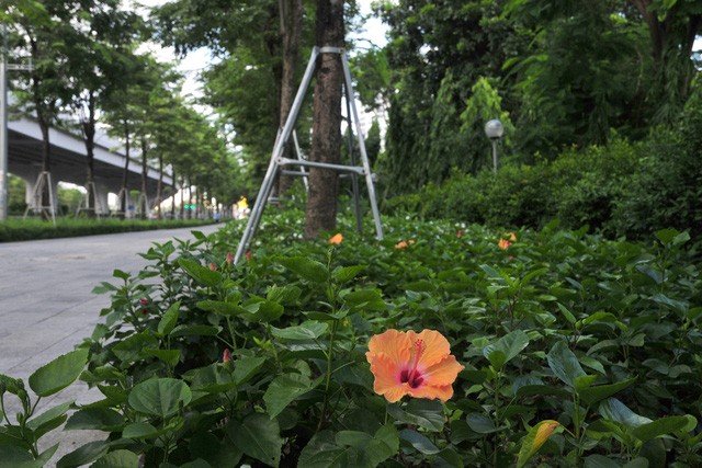  Nhiều loại cây cảnh thấp tầng trang trí bên đường.