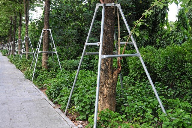  Những gốc cây được bảo vệ bởi các khung sắt.