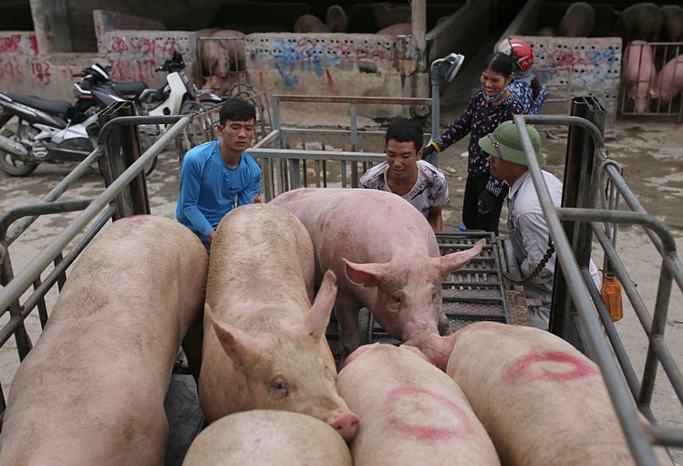 Giá heo hơi hôm nay nhiều địa phương giảm 4.000 - 5.000 đồng/kg