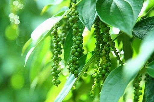 Thị trường giá nông sản 25/10, giá cà phê hôm nay, giá tiêu hôm nay tại Tây Nguyên, miền Nam cập nhật mới nhất