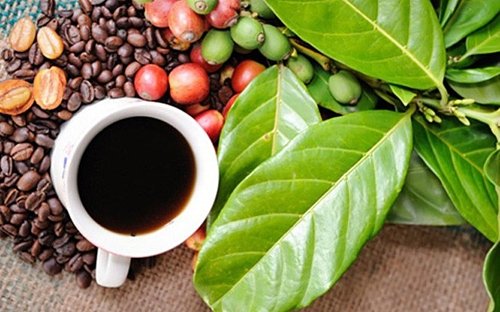 Giá cà phê hôm nay 26/10/2020 đầu tuần giá cà phê đi ngang