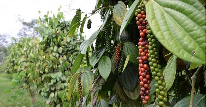 Giá tiêu hôm nay 26/10/2020 ở Tây Nguyên và miền Nam trong khoảng 51.000 - 54.000 đồng/kg