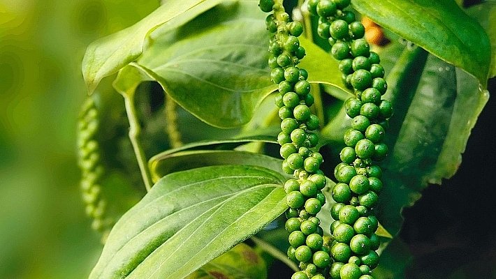Giá tiêu hôm nay tại Tây Nguyên, miền Nam cập nhật mới nhất